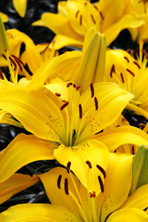Close-up of beautiful Yellow Lilyの写真素材