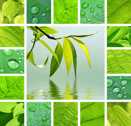 Collage from willow branch reflected in water and green leaves with water dropsの写真素材