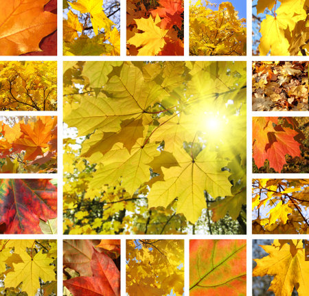 Collage from photos of beautiful autumn maple leavesの写真素材