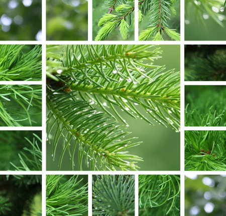 Collage of green coniferous tree with rain dropletsの写真素材