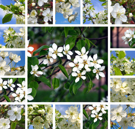 Collage of beautiful flowering treesの写真素材