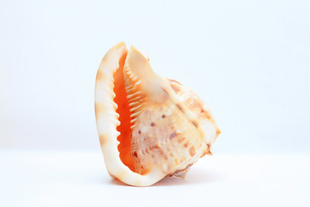 Sea shell on a light backgroundの写真素材