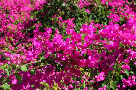 Beautiful branch of bougainvillea flowersの写真素材