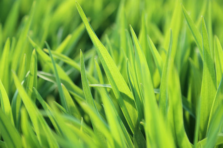 Natural background with fresh spring green plantの写真素材