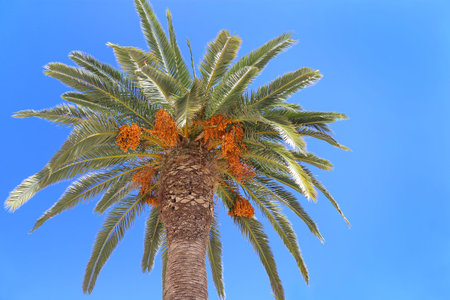 Palm tree with bright orange fruits on blue sky background