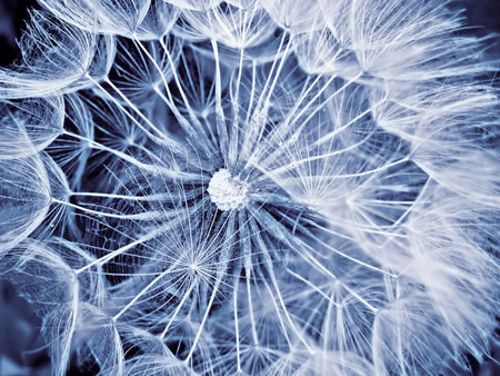 macro of giant dandelionの写真素材