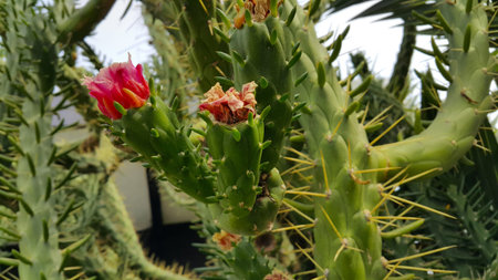 Austrocylindropuntia subulata or Eve's pin and Eve's needle outdoors in Spainの写真素材