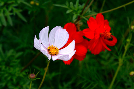 Beautiful cosmos flower on summer background