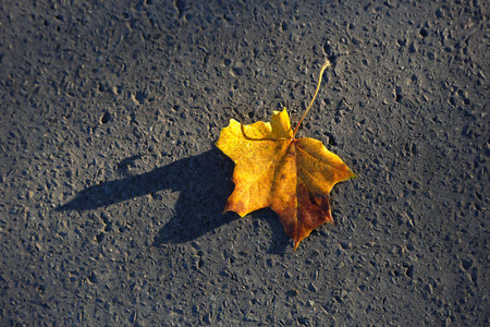 Bright fallen maple leaf on rough asphalt background