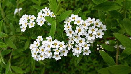 Spring flowering shrub with white flowers