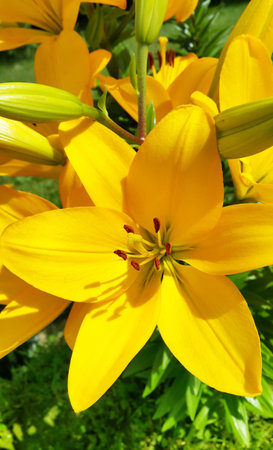 Closeup of beautiful bright yellow lilyの写真素材