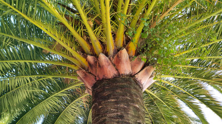 Branches and trunk of big tropical palm treeの写真素材