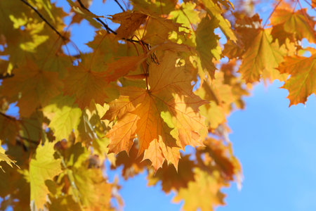 Beautiful autumn branch of maple tree on blue sky background