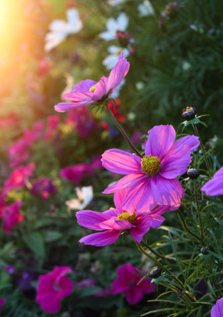 Beautiful nature background with pink Cosmos flowers with sunlightの写真素材