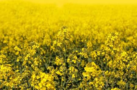Field of bright yellow flowers winter cress
