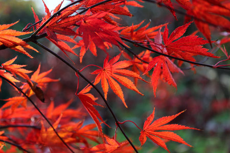 Close up of bright red Japanese maple or Acer palmatum leaves on the autumn garden