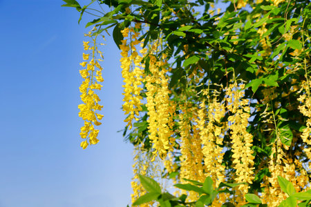 Beautiful bright yellow flowers of wisteria blossom in the spring