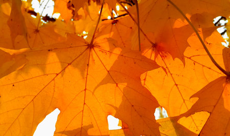 Branch with bright orange foliage of autumn maple tree, closeup nature background