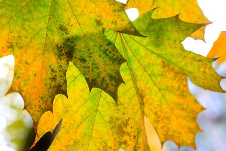 Autumn bright colorful foliage of maple tree, close-up