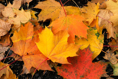 Bright colorful leaves of maple lying on the ground, close-up natural autumn background