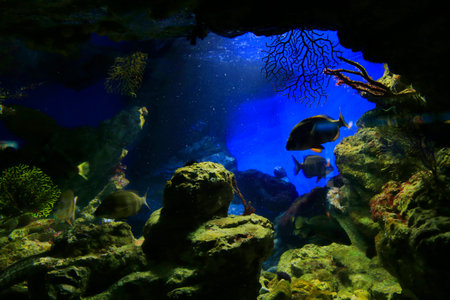 Beautiful underwater inhabitants in the aquarium, marine background