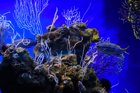 Marine underwater inhabitants in the aquarium