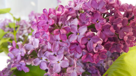 Beautiful branch of a blossoming lilac, close-up