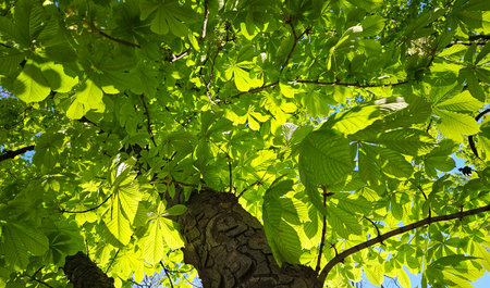Large chestnut tree with fresh bright green foliage, bottom to top view