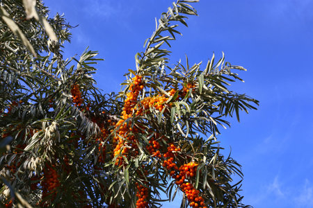 Sea-buckthorn branches with bright ripe berries against the blue sky background