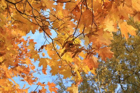 Bright red leaves and winged seeds of autumn maple branches lit by sunlight, close-up