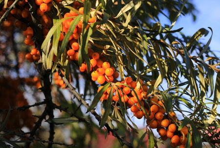 Sea-buckthorn branch with bright ripe berries illuminated by sunlight, close-up