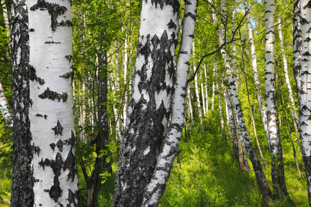 Beautiful birch trees in the summer forest, close-upの写真素材