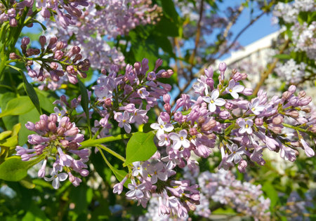Beautiful bright spring flowers of blooming lilac bush, close-upの写真素材