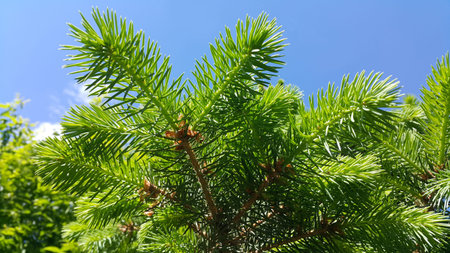 Fresh branch of evergreen coniferous tree in sunlight on blue sky background, close-up