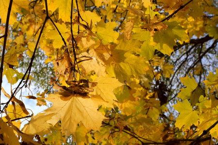 Bright yellow leaves and winged seeds of autumn maple tree lit by sunlight, close-up