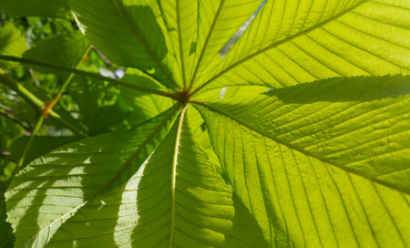 Branch of chestnut tree with fresh green leaves, close-upの写真素材