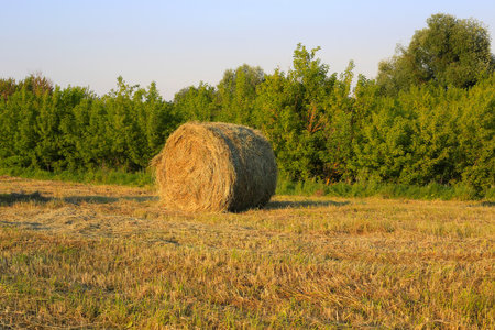 A lone bale of hay lies on a field against trees and skyの写真素材