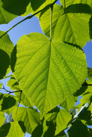 Branch with fresh green leaves of spring linden tree close up on blue sky backgroundの写真素材