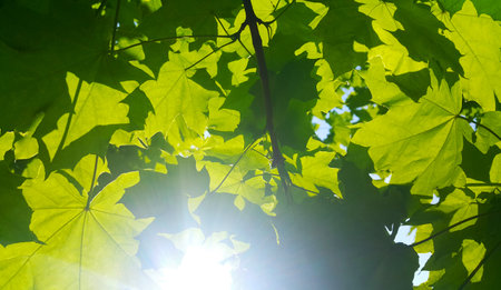 Fresh green maple foliage illuminated by bright sunlight, close-upの写真素材