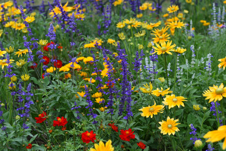 Summer nature background with beautiful colorful flowers