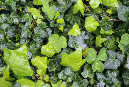 Close-up of different wet plants with water drops, natural bright green backgroundの写真素材