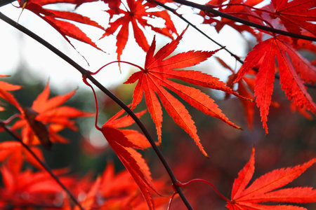 Close-up of bright red Japanese maple or Acer palmatum leaves on the autumn garden