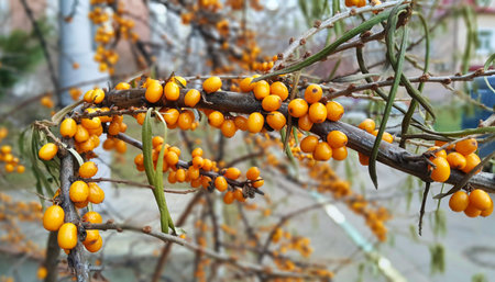 Branch of ripe bright autumn sea buckthorn berries, close-up