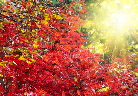 Bright Japanese maple or Acer palmatum branches on the sunny autumn garden