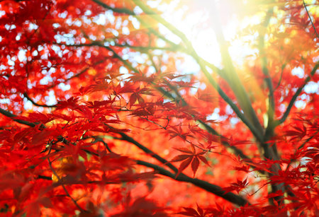 Bright red Japanese maple or Acer palmatum leaves and sunlight on the autumn gardenの写真素材