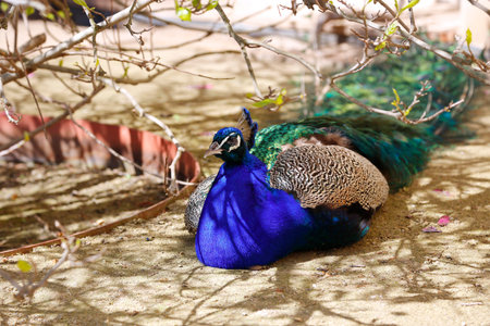 Beautiful peacock resting in the shade of tree