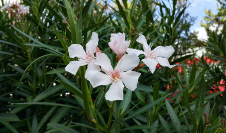 Oleander Bush With Bright White Flowers. Oleander Tree In Blossom
