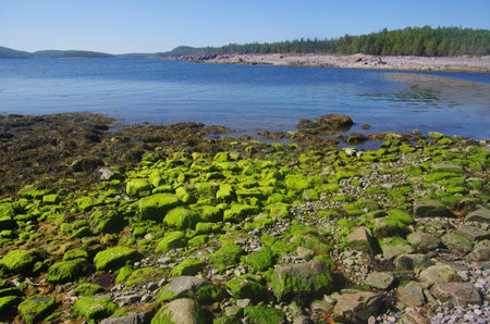 The shore of the White Sea in Karelia, Russia