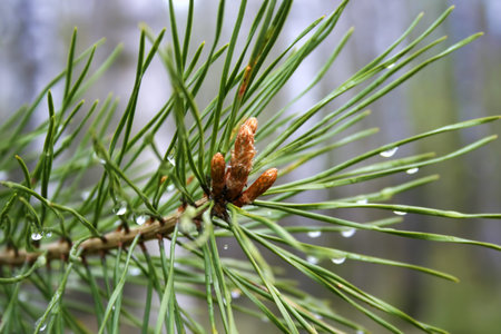 Branches of spring coniferous tree with sprouts and water drops