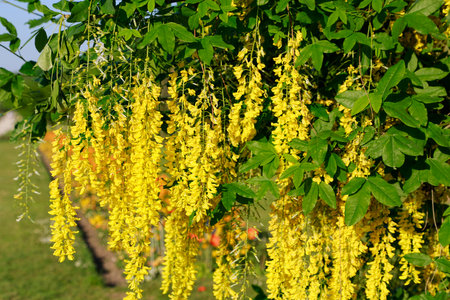 Beautiful bright yellow flowers of wisteria blossom in the springの写真素材